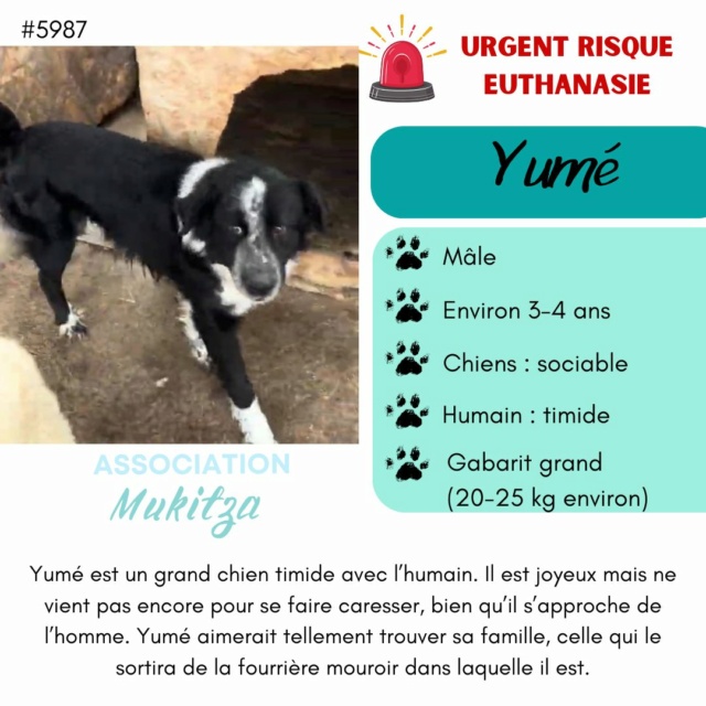 YUME, 5987, M X, GRANDE TAILLE (PIATRA/FOURRIERE) 43147710