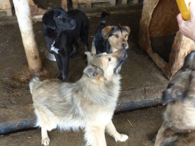 BAGHEERA, 2010, chiot M X, né en 2023, taille adulte à définir (PIATRA/FOURRIERE) 43155510