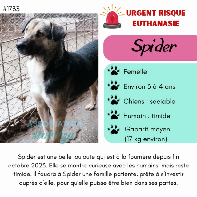 SPIDER, 1733, M X, TAILLE MOYENNE (PIATRA/FOURRIERE) 43155810