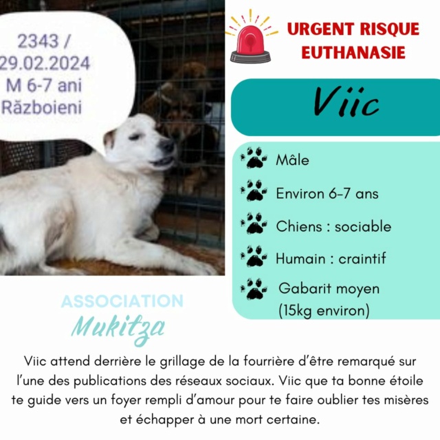 VIIC, 2342, M X, TAILLE MOYENNE (PIATRA/FOURRIERE) 43390212