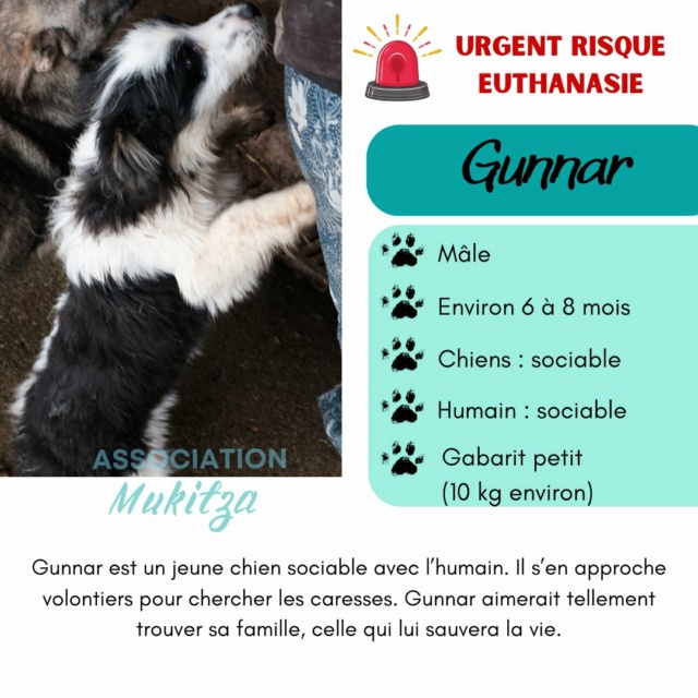 GUNNAR, 2268, chiot mâle, taille adulte à definir (PIATRA/FOURRIERE) Réservé  43394510