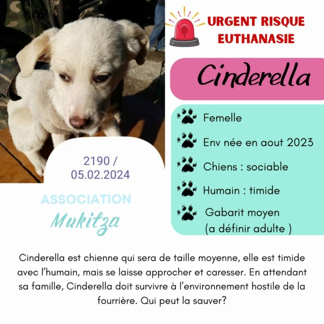 CINDERELLA, 2190, chiot F X, née en 2023, taille adulte à définir (PIATRA/FOURRIERE) 43395011