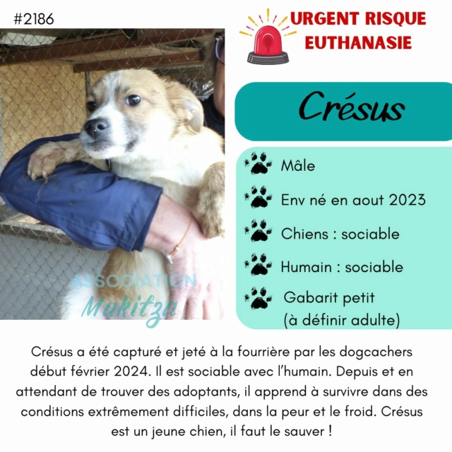 CRESUS, 2186, chiot M X, né EN 2023, taille adulte à définir (PIATRA/FOURRIERE) 43403312