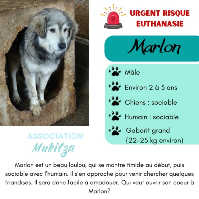 marlon - MARLON, 2236, M X, TAILLE MOYENNE (PIATRA/FOURRIERE) réservé par une autre association 43446510