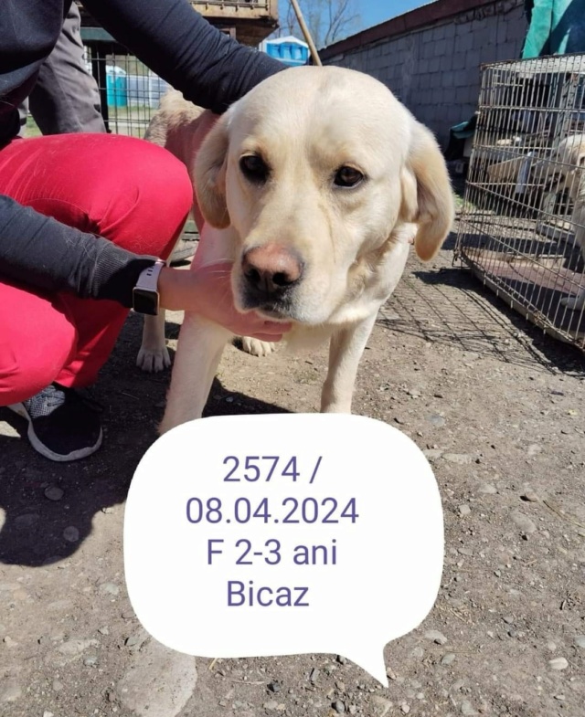 punky - PUNKY, 2574, F X LABRADOR, TAILLE MOYENNE (PIATRA/FOURRIERE) 43534110