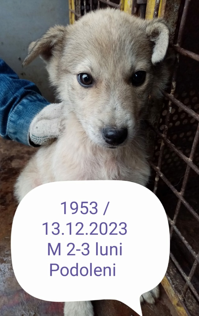 TOMMY, 1953, chiot M X, taille à l'âge adulte à définir (PIATRA/FOURRIERE) box 48 43755811