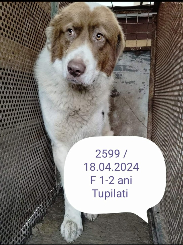 MAGESTEE, 2599, F X, GRANDE TAILLE (PIATRA/FOURRIERE) 43774010