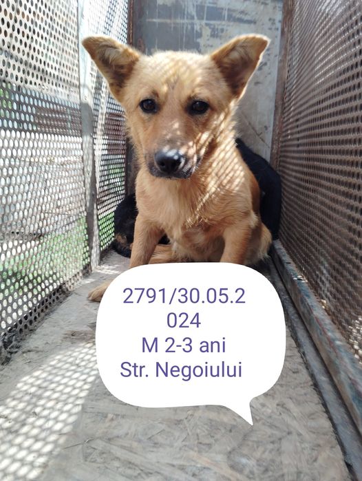 FARO, 2791, M X, PETITE TAILLE (PIATRA/FOURRIERE - box 5) urgence euthanasie 44797310