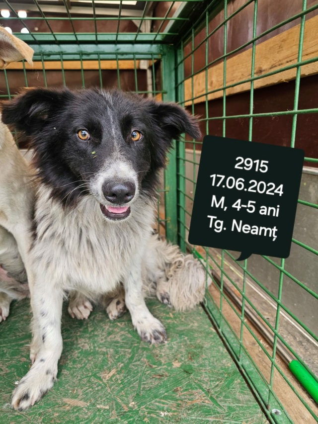 JUPITER, 2915, M X, TAILLE MOYENNE (PIATRA/FOURRIERE) - URGENCE EUTHANASIE 44919110