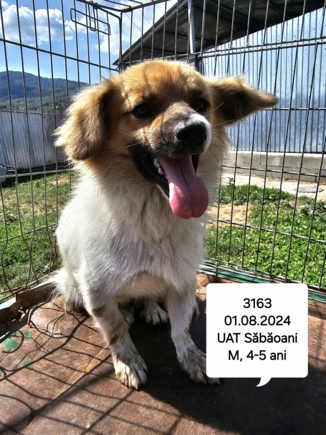 CHAMALLOW, 3163, M X, PETITE TAILLE (PIATRA/FOURRIERE) - urgence euthanasie 45361910