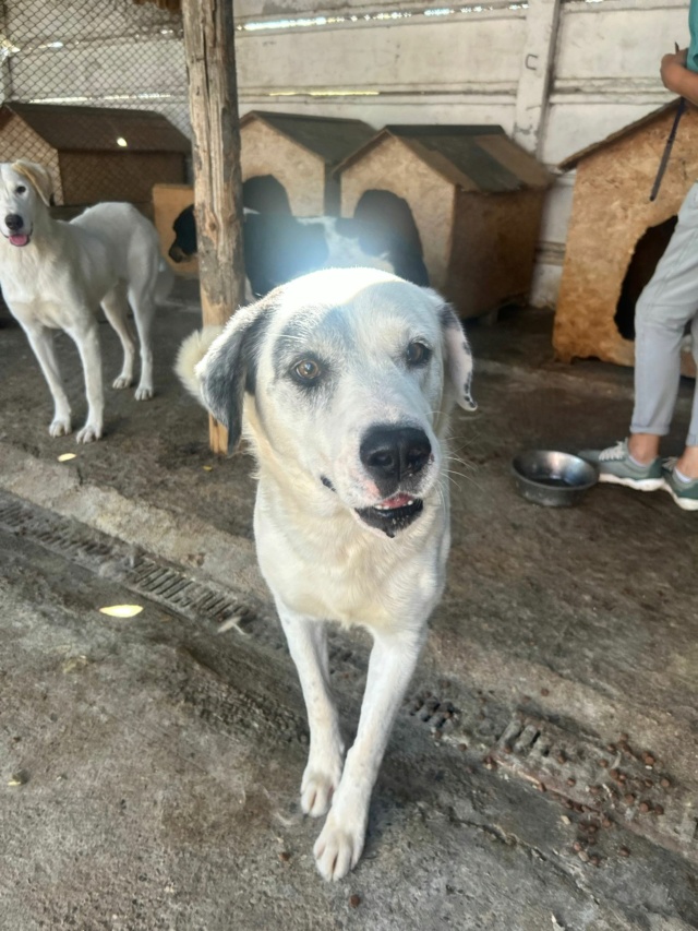 ASLAN, 2937, M X,TAILLE MOYENNE/GRANDE -  (FOURRIERE DE PIATRA en Roumanie) en roumanie