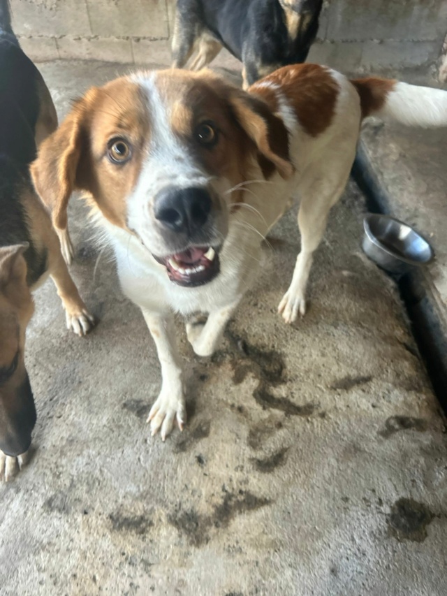 SORA, 2890, F X, GRAND GABARIT -  (FOURRIERE DE PIATRA en Roumanie) en roumanie