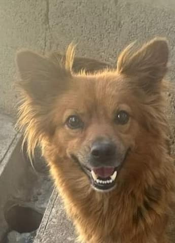 ROUSSETTE, 2868, F X, PETITE TAILLE (PIATRA/FOURRIERE- box 25) urgence euthanasie 45895510