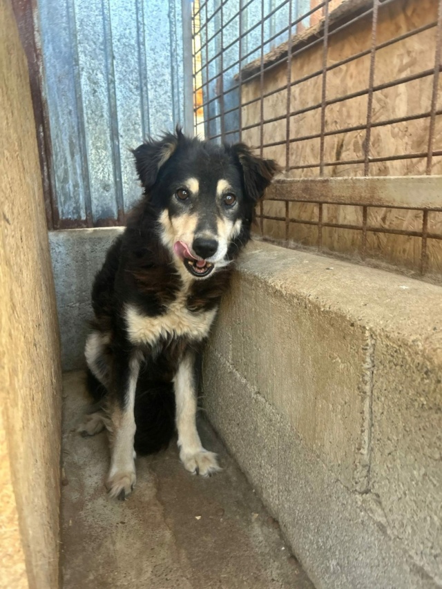 noumea - NOUMEA, 2731, F X, TAILLE MOYENNE (PIATRA/FOURRIERE - box 31 ) urgence euthanasie 46003711