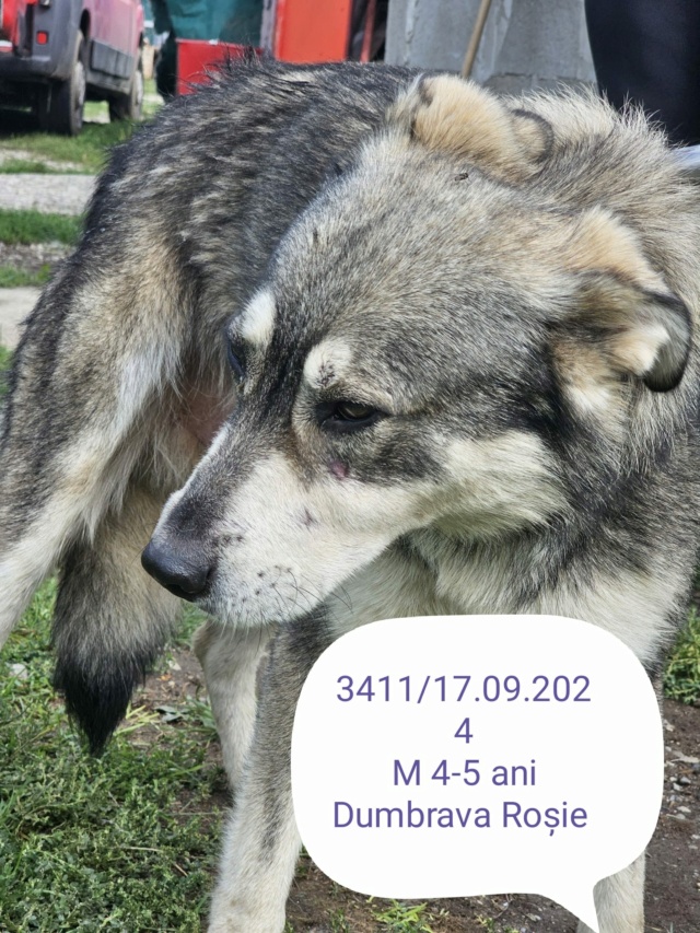 larry - LARRY, 3411, M X, GRANDE TAILLE (PIATRA/FOURRIERE) urgence euthanasie 46065910