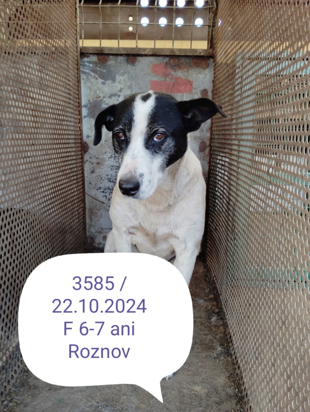 ASUZENA, 3585, F X, TAILLE MOYENNE (PIATRA/FOURRIERE) urgence euthanasie 46444110