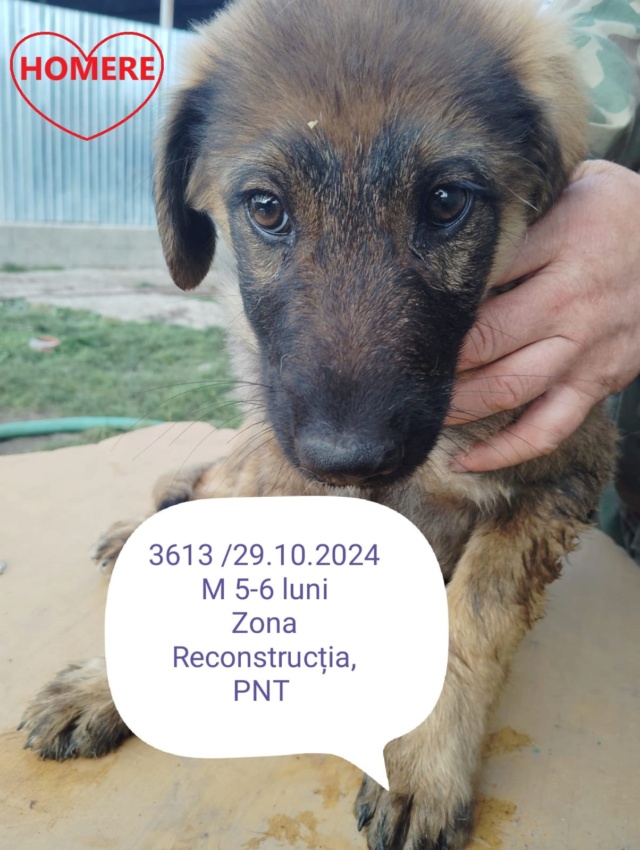 HOMERE, 3613, chiot M X, taille adulte à définir (PIATRA/FOURRIERE) urgence euthanasie 46493911