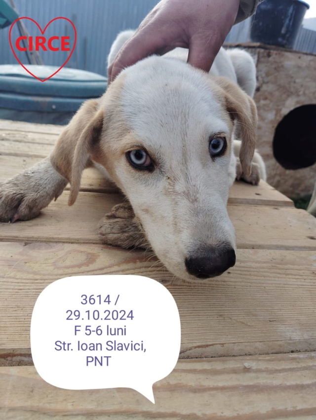 CIRCE, 3614, chiot F X, taille adulte à définir (PIATRA/FOURRIERE) urgence euthanasie 46496510