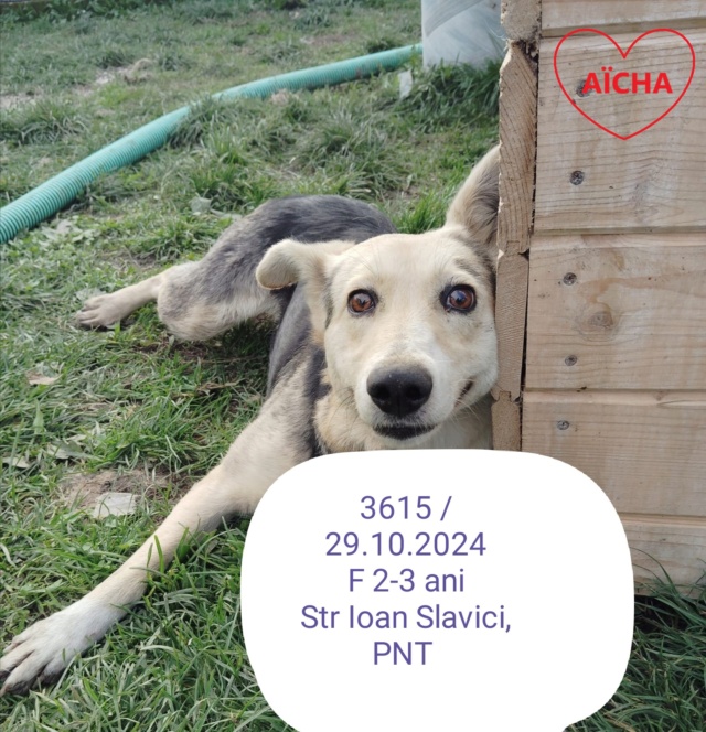 AÏCHA, 3615, F X, TAILLE MOYENNE (PIATRA/FOURRIERE) urgence euthanasie 46500310