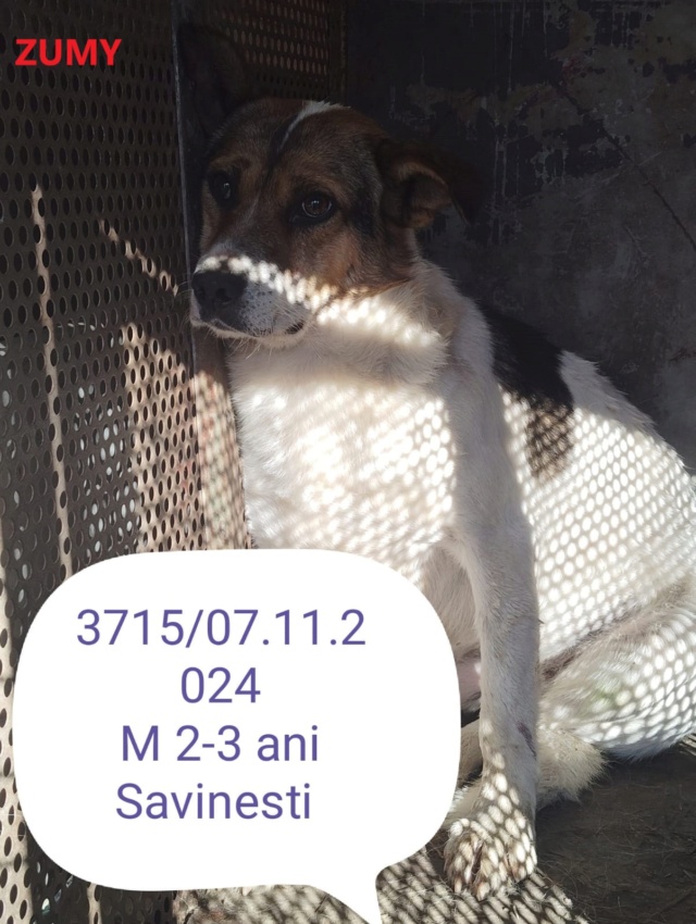 ZUMY, 3715, M X, GRANDE TAILLE (PIATRAFOURRIERE) urgence euthanasie 46609710