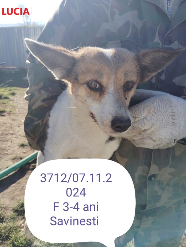 LUCIA, 3712, F X, PETITE TAILLE (PIATRA/FOURRIERE) urgence euthanasie 46612010