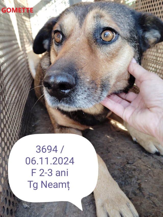 GOMETTE, 3694, F X, TAILLE MOYENNE (PIATRA/FOURRIERE) urgence euthanasie 46614911