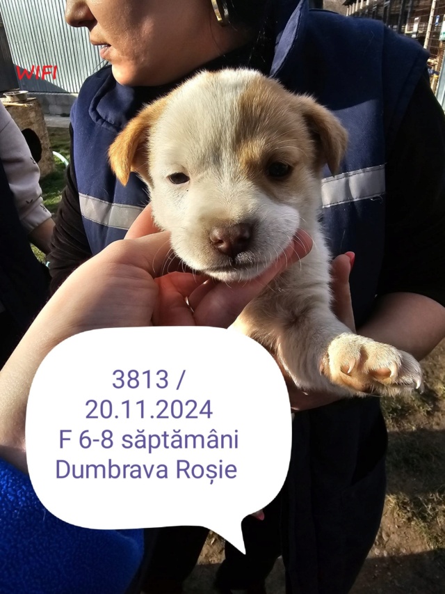 WIFI, 3813, chiot F X,, né fin 2024 (PIATRA-ROUMANIE) en Roumanie