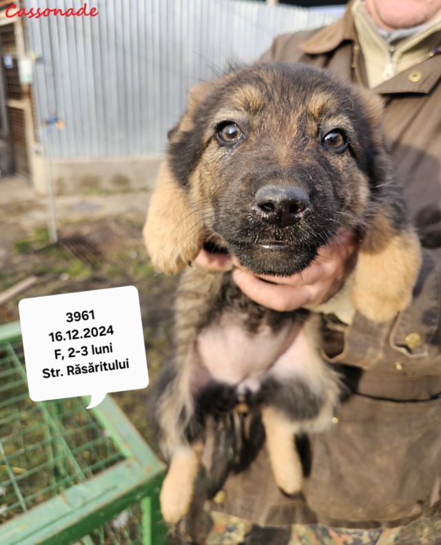 CASSONADE, 3961, chiot F X,, né fin 2024 (PIATRA-ROUMANIE) en Roumanie