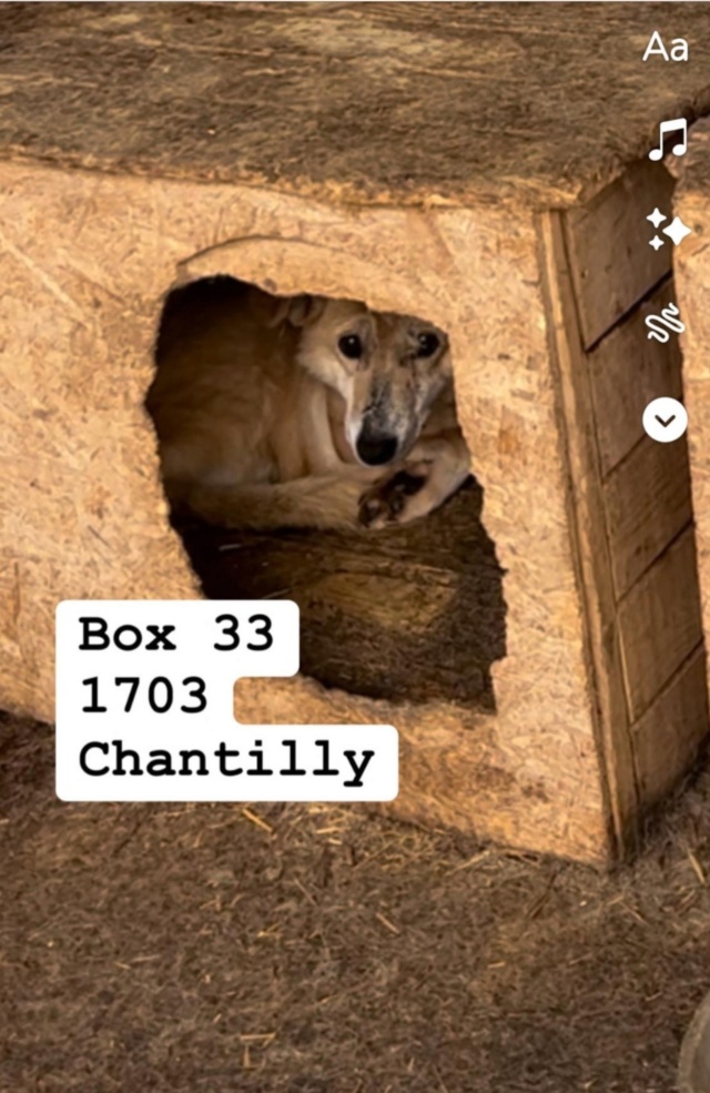 CHANTILLY, BOX 33, 1703 ,F X, TAILLE MOYENNE (PIATRA/FOURRIERE) - BOX 33- réservée VAK'ANIMA Screen50