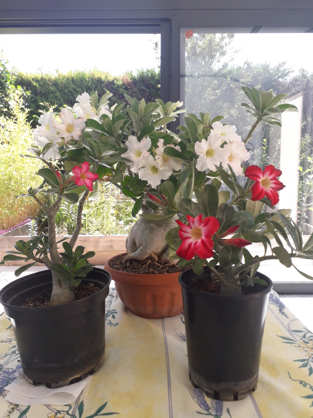 Adenium obesum  - Page 14 20190710