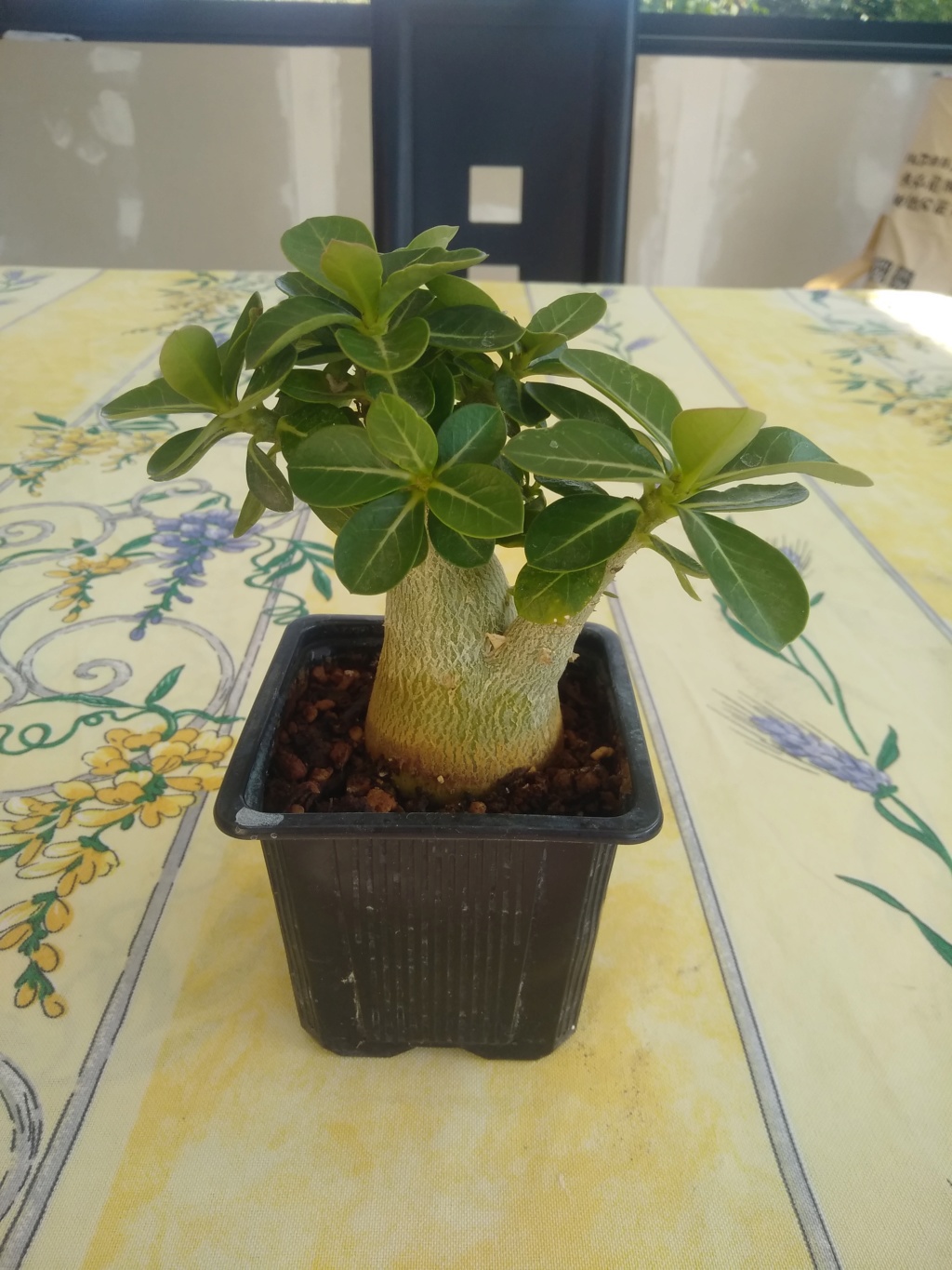 Adenium DOC34 Img_2025