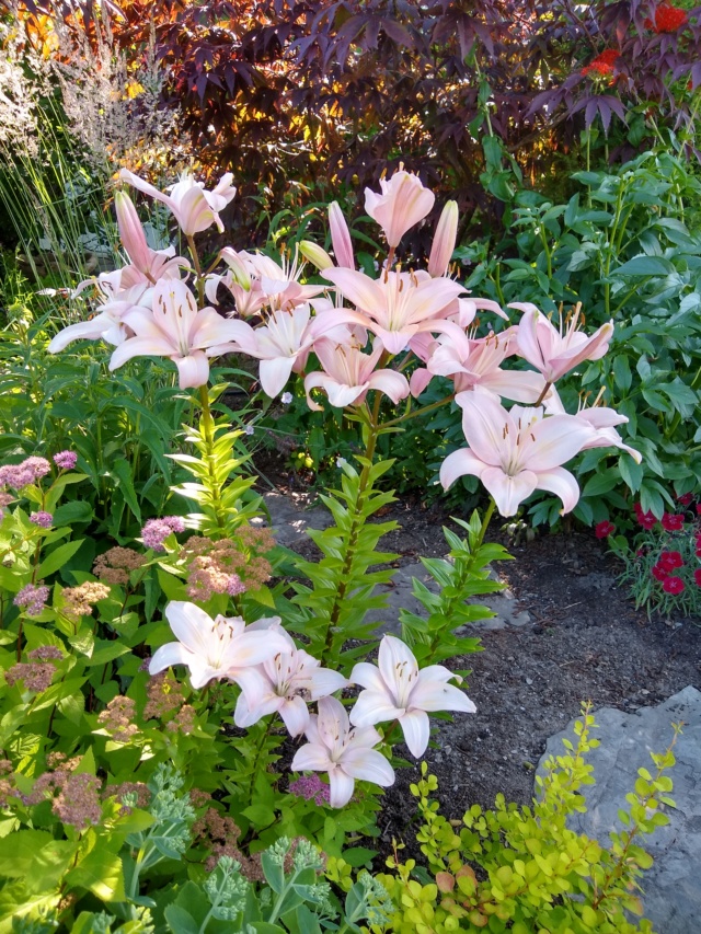 Jardin d'Alice 2019 - Page 8 Img_2200