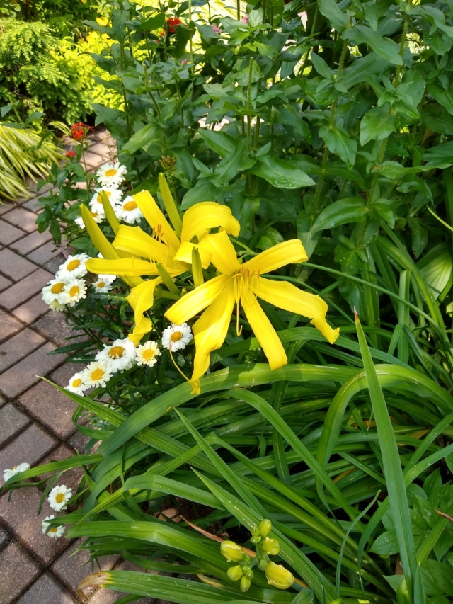 Jardin d'Alice 2019 - Page 9 Img_2218