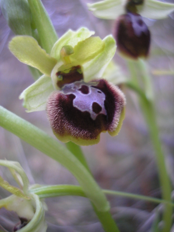 Ophrys aranifera précoces près de Mirepoix (suite) P2295016