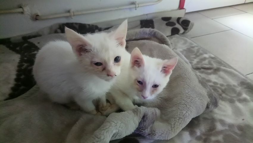 BRODY petit coeur aux yeux vairons, 4 mois et demi 53875411