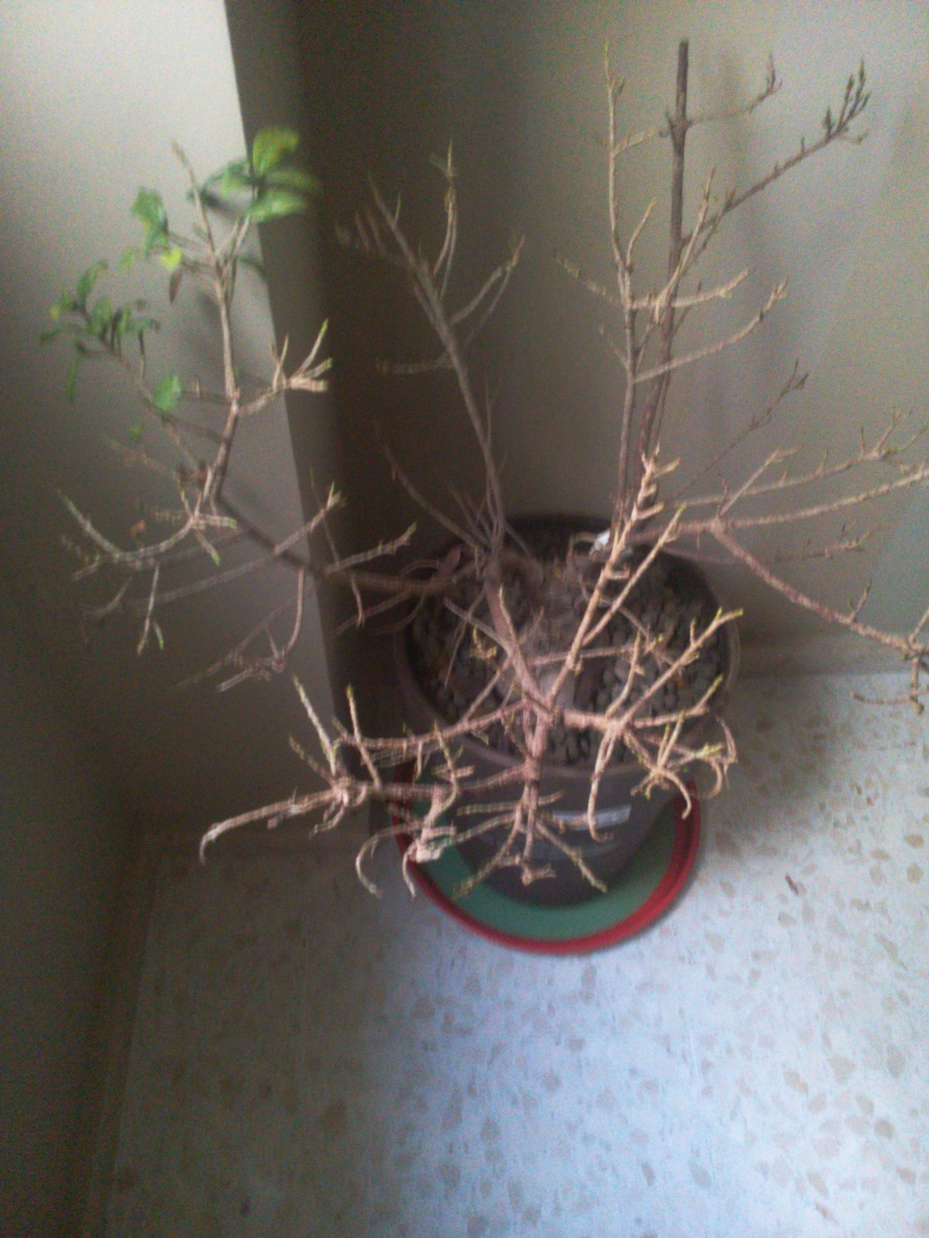 ficus - Bonsai Ficus Retrusa no brota hojas nuevas 15297710