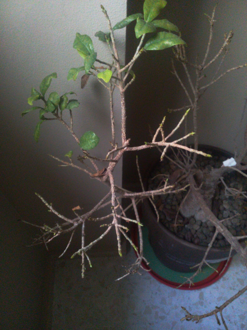 ficus - Bonsai Ficus Retrusa no brota hojas nuevas 15297711