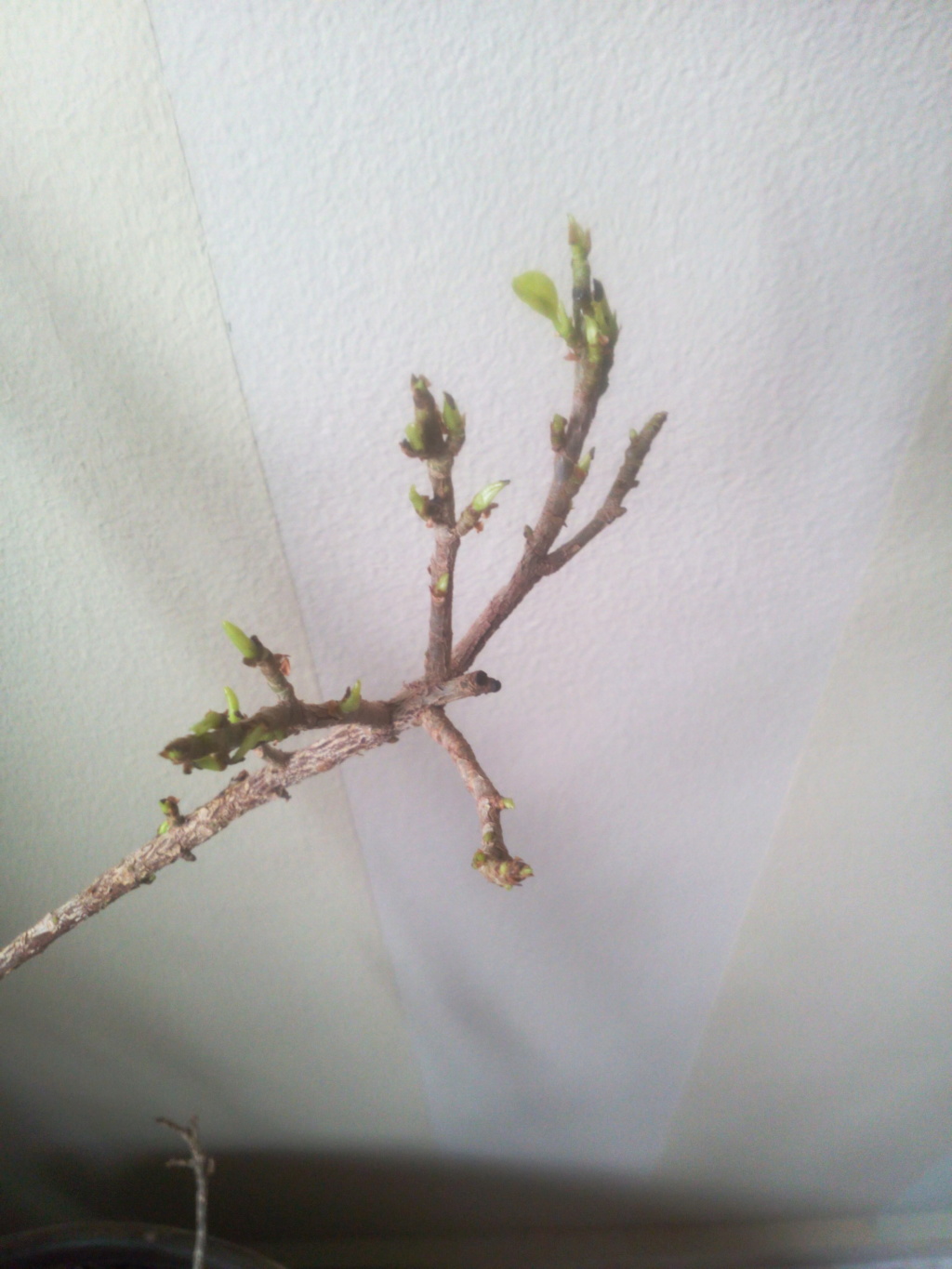 Bonsai Ficus Retrusa no brota hojas nuevas 15298310