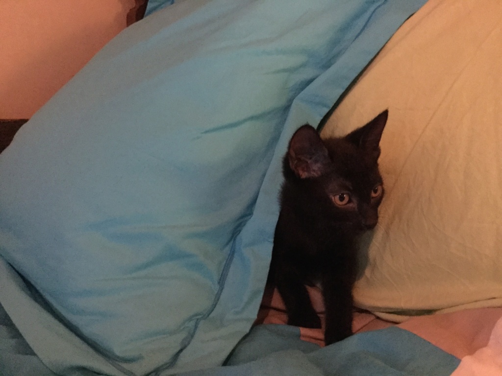 ORIZON, chaton noir, est né le 11 juin 2018 Img_0325