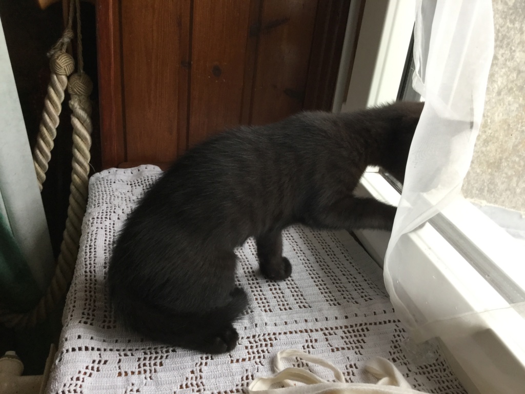 ORIZON, chaton noir, est né le 11 juin 2018 Img_0329