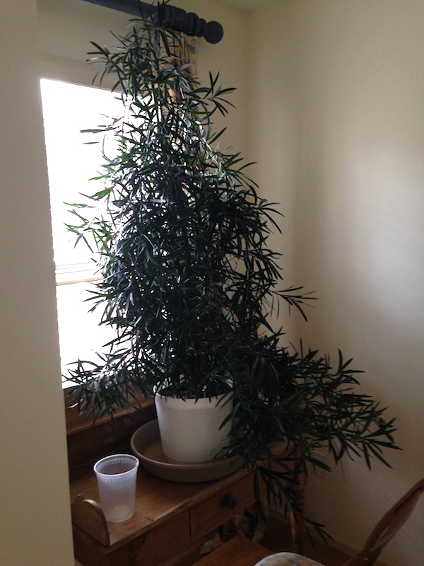  Podocarpus House plant to Bonsai Advice... Img_0110