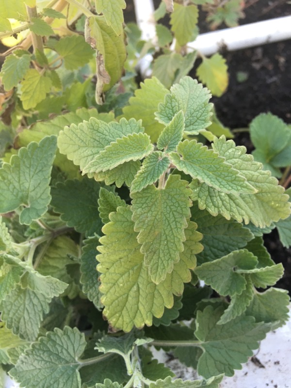 Is this Mint or a Weed? 2020-032