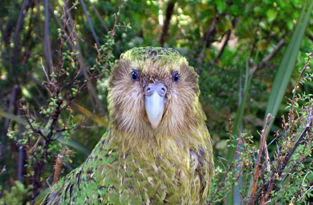 Kakapo: Notre Guide Suprême Kakapo10