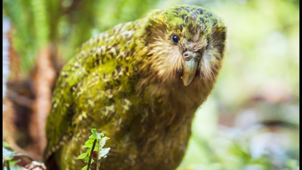 Kakapo: Notre Guide Suprême Maxres10