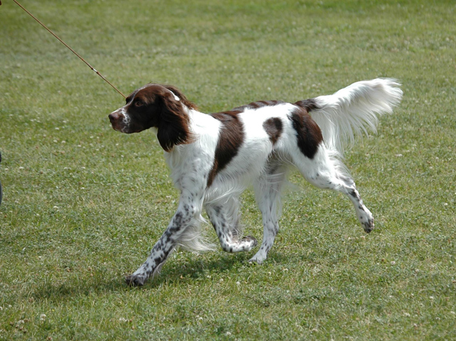 Le LANGHAAR ou chien d'arrêt allemand à poil long Epagno11