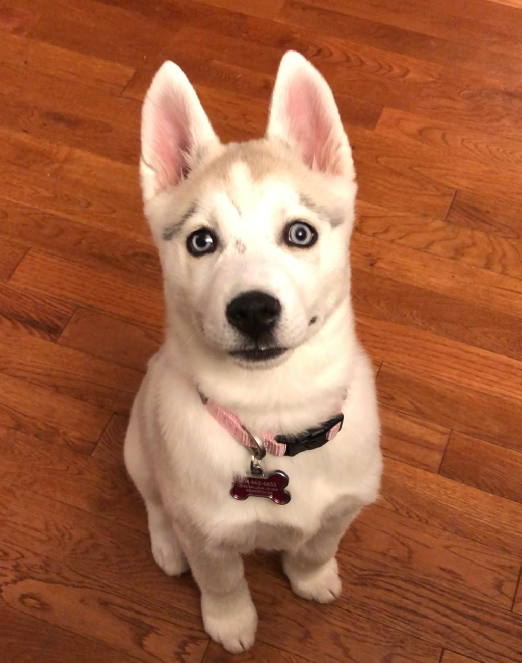 Looking for Husky Specific training info - New Puppy 2020-010