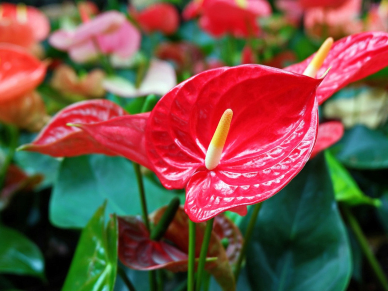 Anthurium plant Red-an10