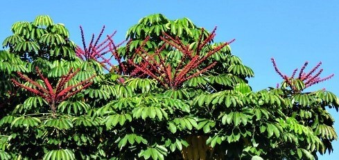 ISO Really Tall Schefflera Plants Scheff10