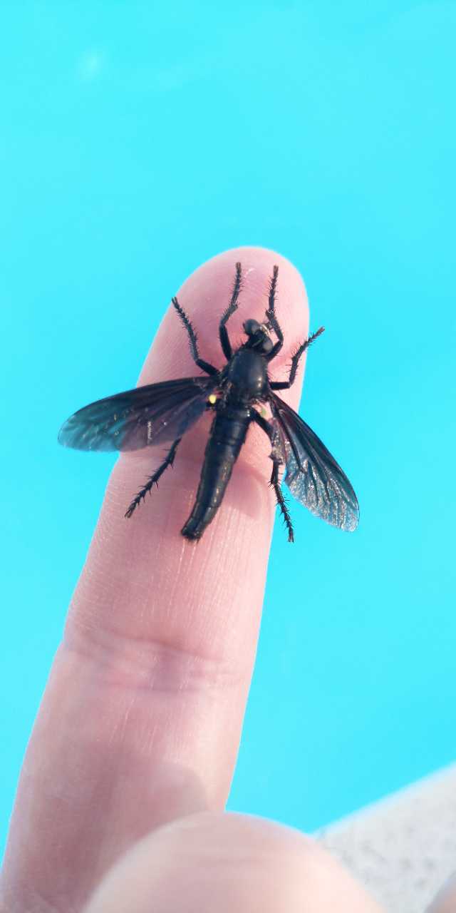 [cf. Dasypogon sp.] Quel est cet insecte  15954110