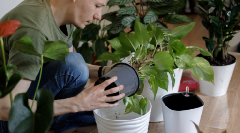 Estos son los 2 tips claves para limpiar las hojas de tus plantas, según un experto Scree210